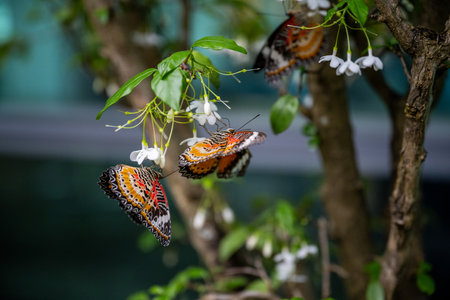 SINGAPORE - OCTOBER 24, 2024: Butterfly Garden inside airport, Singapore. Butterfly in greenhouse amidst green leavesの写真素材