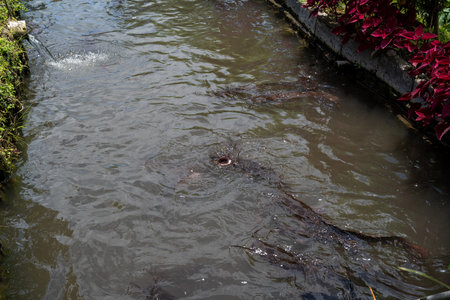 Bali, Indonesia - October 22, 2024: Landscape photo of Siluriformes with black background.Catfish.の写真素材