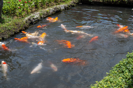 Bali, Indonesia - October 22, 2024: Koi fish with black background, koi fish landscape photoの写真素材
