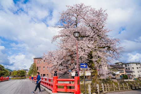 Takayama, Gifu, Japan - APR 17 ,2024: Red Naka-bashi bridge with Cherry blossomss spanning over the...