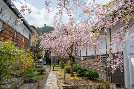 Takayama, Gifu, Japan - APR 17, 2024: Takayama furuimachinami in Takayama, Gifu, Japan. Takayama Museum of History and Art cherry blossoms in bloomの写真素材