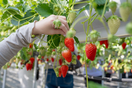 Greenhouse strawberry cultivation. Strawberry picking experience. Holding freshly picked strawberries in handの写真素材