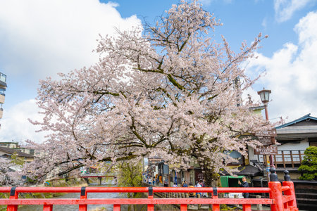 Takayama, Gifu, Japan - APR 17 ,2024: Red Naka-bashi bridge with Cherry blossomss spanning over the Miya-gawa river in Hida-Takayama Gifu Japan.の写真素材