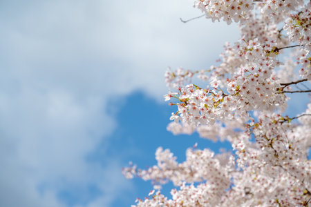 Blooming cherry blossoms and blue sky. Capture cherry blossom trees in bloom. Spring, nature and cherry blossom festival. Spring cherry blossom blooming scene in April.の写真素材