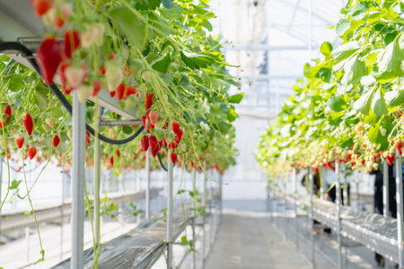 Greenhouse strawberry cultivation. Strawberry picking experience . strawberry hanging from the plantの写真素材