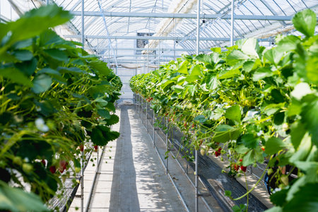 Greenhouse strawberry cultivation in Japan. Strawberry picking experience . strawberry hanging from the treeの写真素材