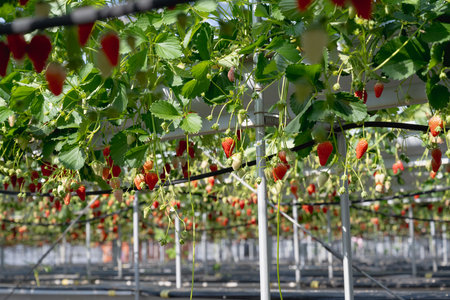 Greenhouse strawberry cultivation. Strawberry picking experience . strawberry hanging from the plantの写真素材