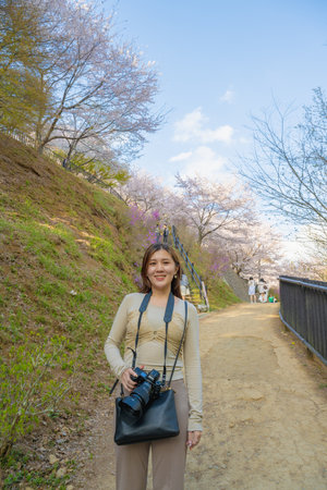 Fujiyoshida, Yamanashi, Japan - APR 17 , 2024: Mount Fuji with cherry blossoms in Arakurayama Sengen Park.の写真素材