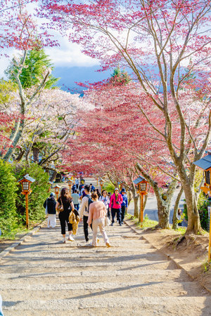 Fujiyoshida, Yamanashi, Japan - APR 17 , 2024: Mount Fuji with cherry blossoms in Arakurayama Sengen Park.の写真素材