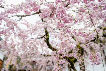 Takayama, Gifu, Japan - APR 17, 2024: Takayama furuimachinami in Takayama, Gifu, Japan. Takayama Museum of History and Art cherry blossoms in bloomの写真素材