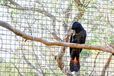 Bird park in Moonlit sanctuary, Melbourne, Australia (Red-tailed black cockatoo)の写真素材