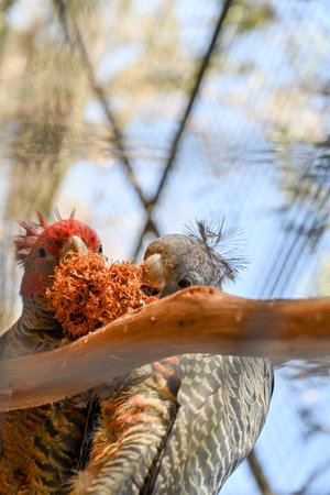 Bird park in Moonlit sanctuary, Melbourne, Australiaの写真素材