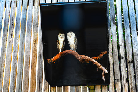 Bird park in Moonlit sanctuary, Melbourne, Australiaの写真素材