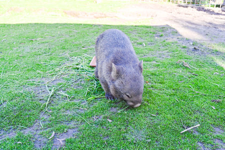 Melbourne VIC, Australia - Jun 01, 2023: Moonlit sanctuary, Melbourne, Australia. (common wombat)の写真素材