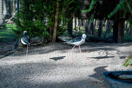 Bird park in Moonlit sanctuary, Melbourne, Australia (black winged stilt)
