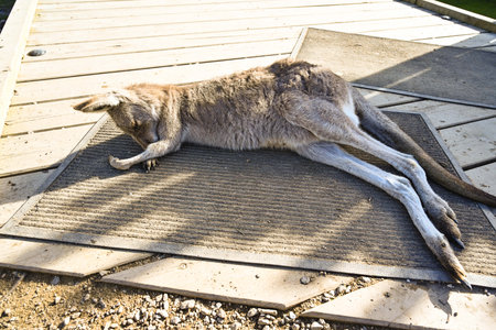 Funny kangaroo sleeping in Moonlight Sanctuary, Melbourne, Australiaの写真素材