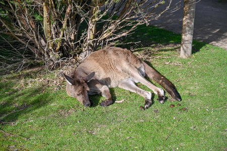 Kangaroo on grass, Moonlit sanctuary, Melbourne, Australiaの写真素材