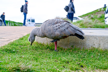 Cereopsis novaehollandiae in Melbourne VIC, Australia (Cape Barren goose)の写真素材