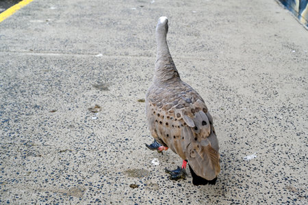 Cereopsis novaehollandiae in Melbourne VIC, Australia (Cape Barren goose)の写真素材