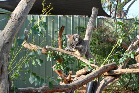 Melbourne VIC, Australia - Jun 01, 2023: Moonlit sanctuary, Melbourne, Australia (Koala close-up)の写真素材