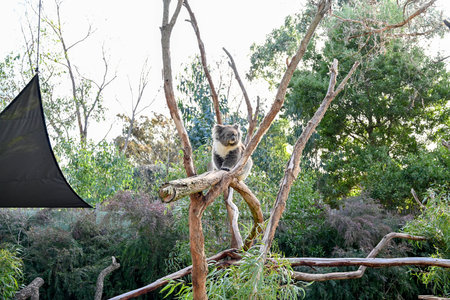 Melbourne VIC, Australia - Jun 01, 2023: Moonlit sanctuary, Melbourne, Australia (Koala close-up)の写真素材