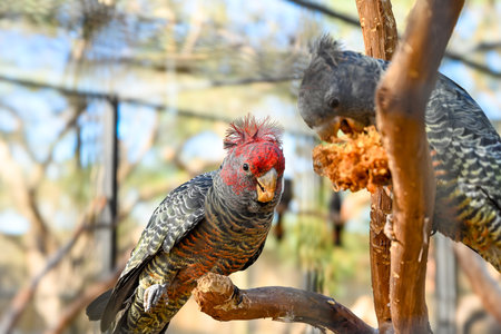 Bird park in Moonlit sanctuary, Melbourne, Australia (Gang-gang cockatoo)の写真素材