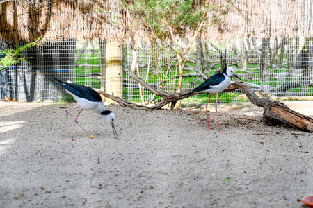 Bird park in Moonlit sanctuary, Melbourne, Australia (black winged stilt)の写真素材