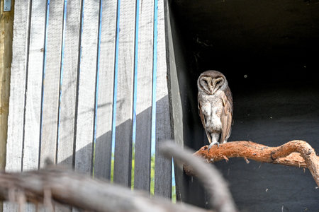 Bird park in Moonlit sanctuary, Melbourne, Australia (Barn owl)の写真素材