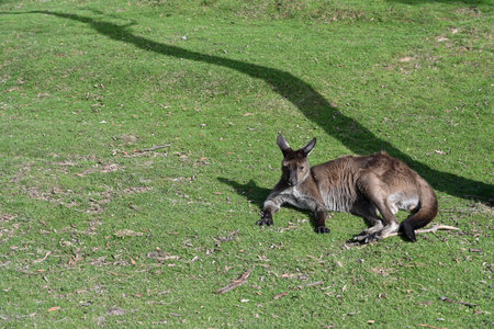 Kangaroo on grass, Moonlit sanctuary, Melbourne, Australiaの写真素材