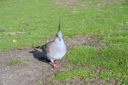 ocyphaps lophotes (crowned pigeon), Moonlit sanctuary, Melbourne, Australiaの写真素材