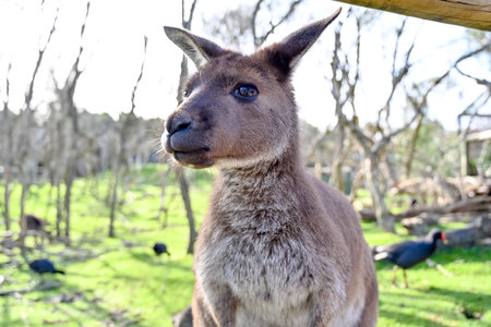 Kangaroo on grass, Moonlit sanctuary, Melbourne, Australiaの写真素材