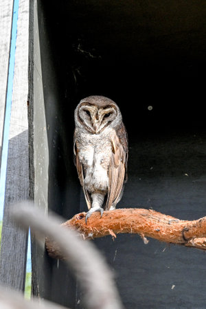 Bird park in Moonlit sanctuary, Melbourne, Australia (Barn owl)の写真素材