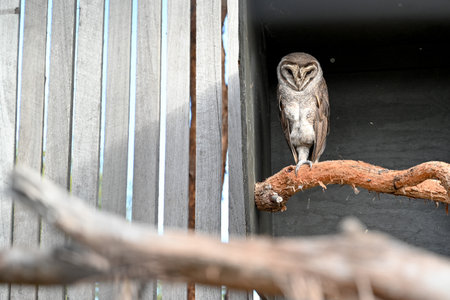 Bird park in Moonlit sanctuary, Melbourne, Australia (Barn owl)の写真素材