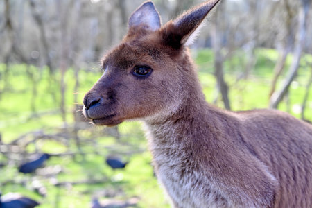 Kangaroo on grass, Moonlit sanctuary, Melbourne, Australiaの写真素材