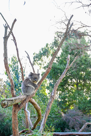 Melbourne VIC, Australia - Jun 01, 2023: Moonlit sanctuary, Melbourne, Australia (Koala close-up)の写真素材
