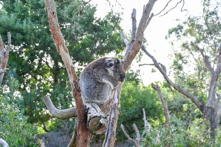Melbourne VIC, Australia - Jun 01, 2023: Moonlit sanctuary, Melbourne, Australia (Koala close-up)