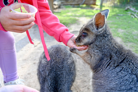 People feeding Kangaroo, Moonlit sanctuary, Melbourne, Australiaの写真素材