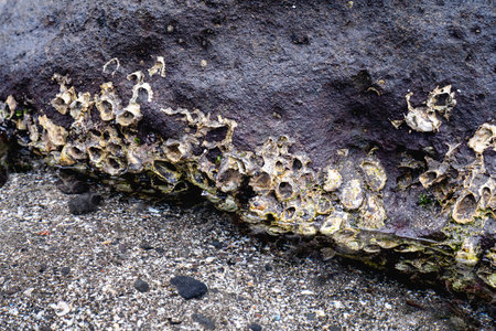 Barnacles Growing on Coastal Rock Surface