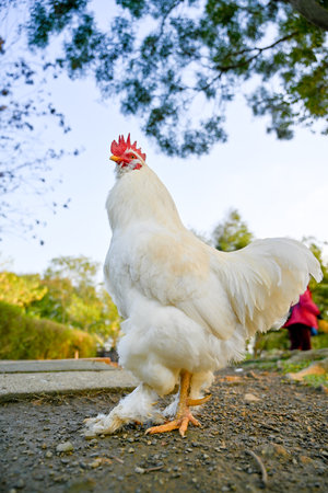 Proud white rooster standing tall on concrete base with blue sky backdrop and mountain rim,...