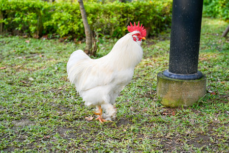 White rooster standing on green grass in the garden and looking at cameraの写真素材