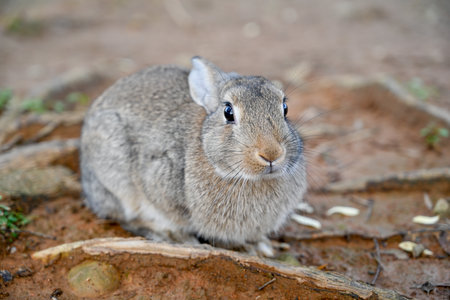 Gray rabbit crouching on the ground, showing textured fur and expressive eyes in a peaceful rural...