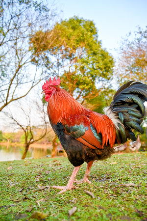 Majestic red rooster standing on park path at golden hour with warm backlight, presenting classic symbol of dawn and countryside resilienceの写真素材