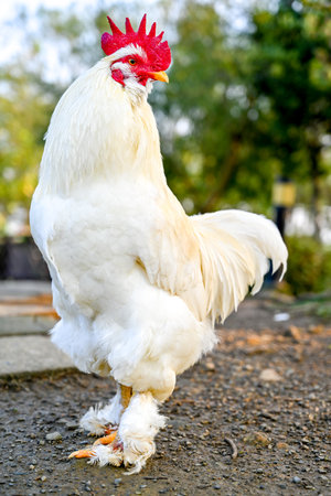 Proud white rooster standing tall on concrete base with blue sky backdrop and mountain rim, symbolizing farmyard vigilance and rural vigorの写真素材