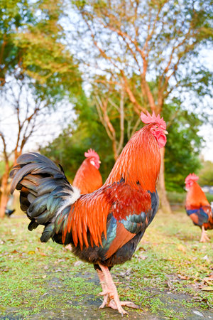 Majestic red rooster standing on path at golden hour with warm backlight, presenting classic symbol of dawn and countryside resilienceの写真素材