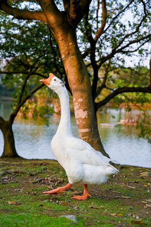 A white goose walking along a lakeside grassy bank beneath overhanging trees, showing its upright posture, orange beak and webbed feet in a serene park settingの写真素材