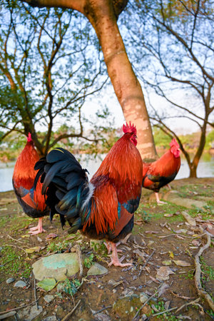 Taiwan Vibrant red-black rooster with iridescent plumage standing on green grass beside stones in...