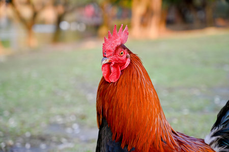 Taiwan Vibrant red-black rooster with iridescent plumage standing on green grass beside stones in rural park, perfect for farm animals, poultry and countryside conceptの写真素材