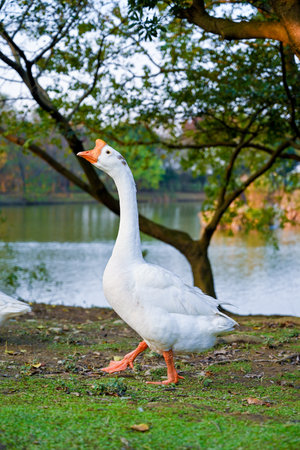 A white goose walking along a lakeside grassy bank beneath overhanging trees, showing its upright...