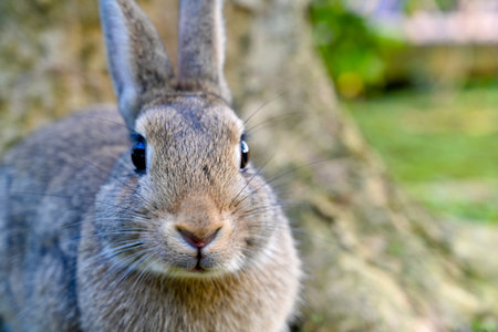 Close-up frontal portrait of gray rabbit with alert eyes and whiskers against blurred tree background, ideal for pet and wildlife illustrationsの写真素材