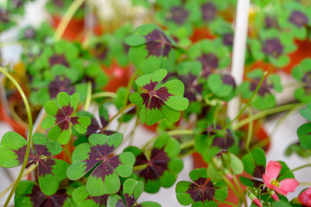 Close up of a decorative four-leaf clover in a bright green flower pot, symbolizing good luck and wealth.の写真素材
